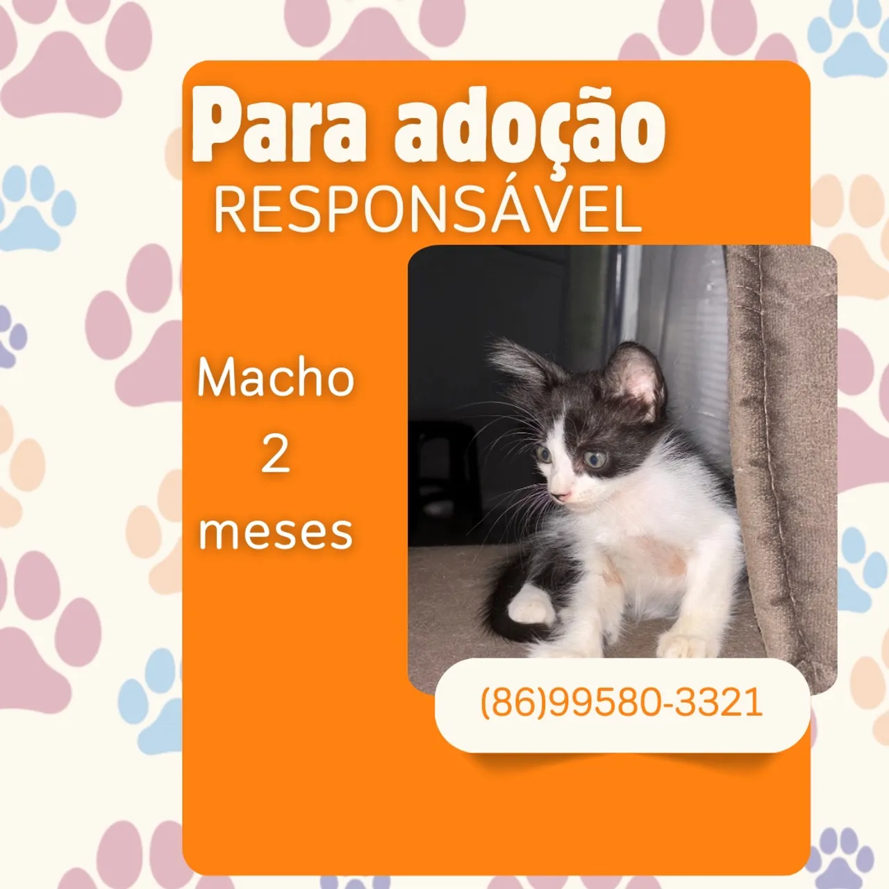 Gatinho Macho para Adoção Responsável