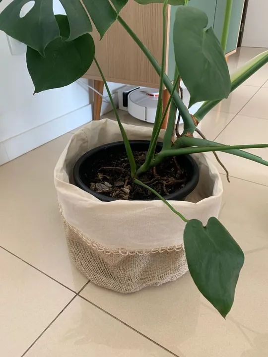 2 Un Cachepot de Juta forrado em algodão