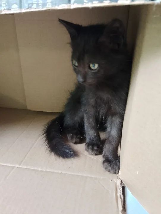 Gatinho Fofo para Adoção - Foto 3