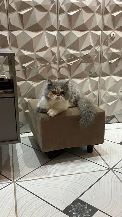 Gata Perca  - Foto 5