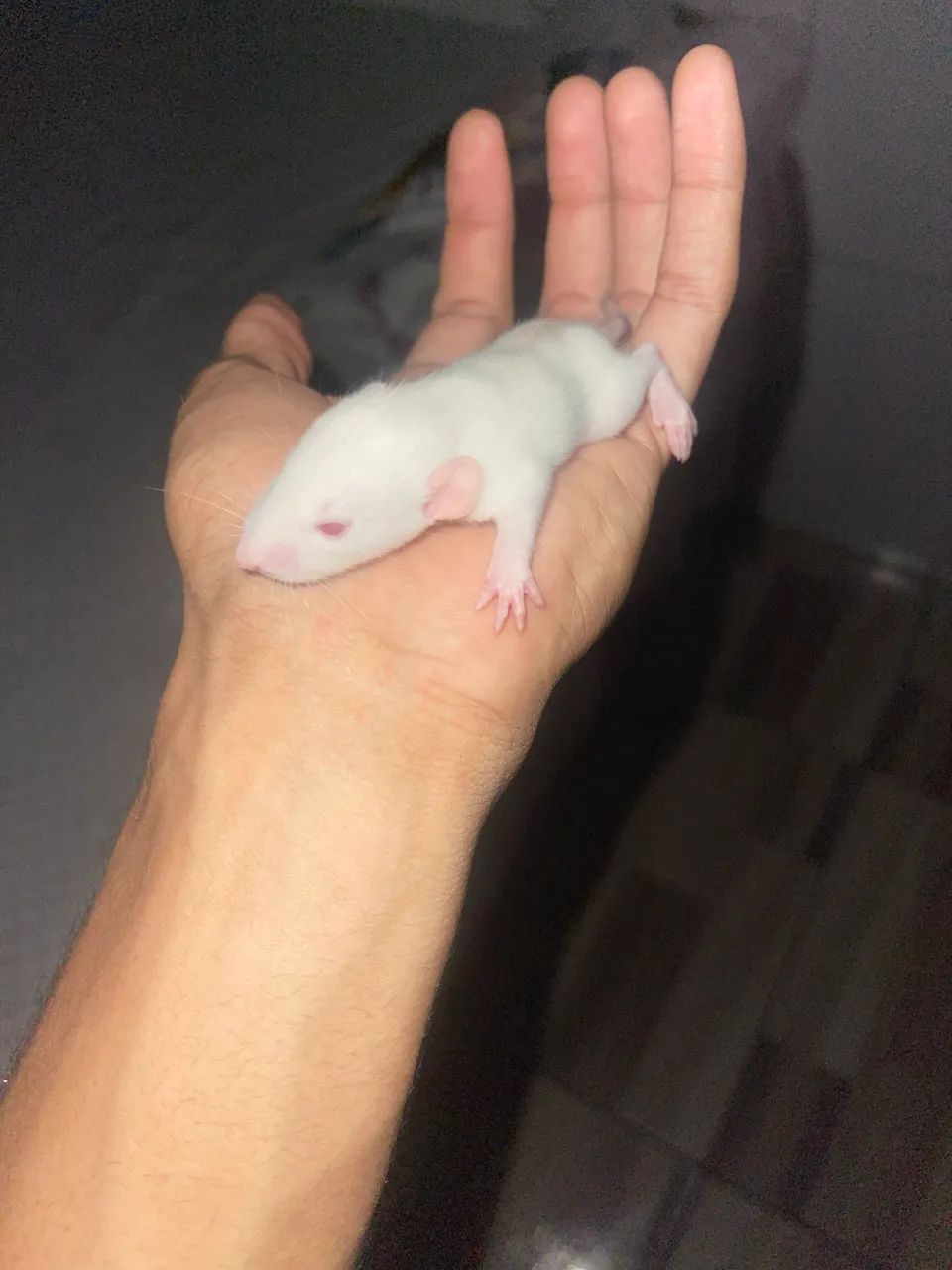 rato twister  - Foto 4