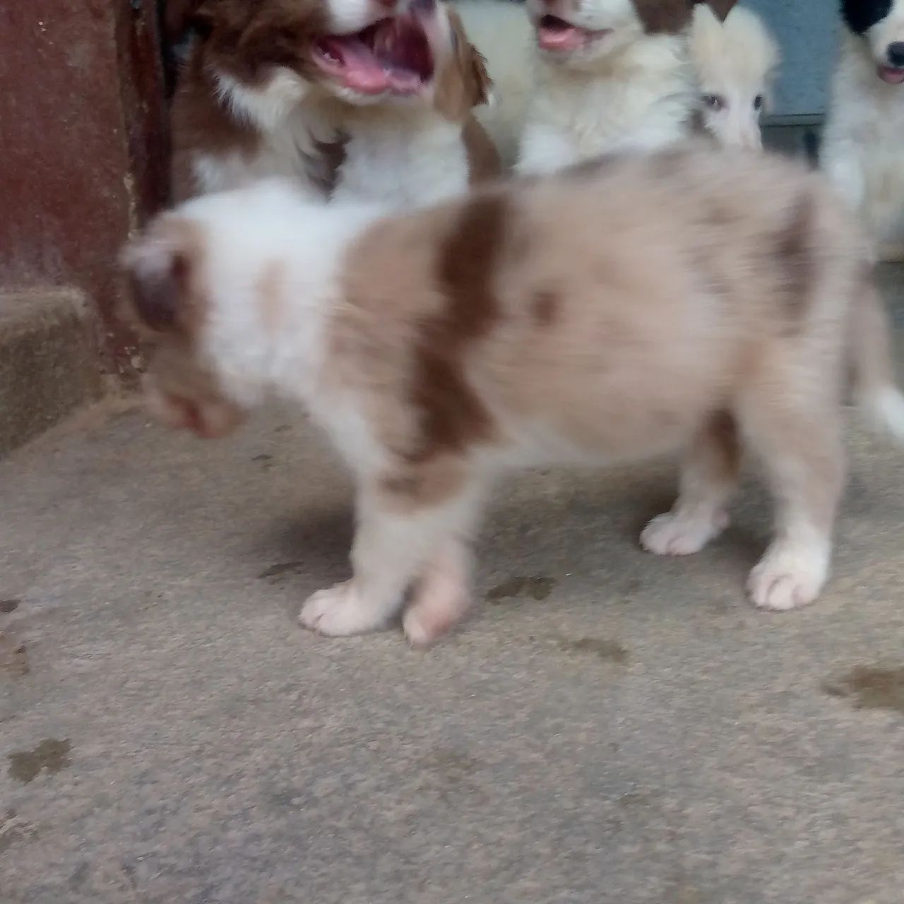 Border collie - Foto 4