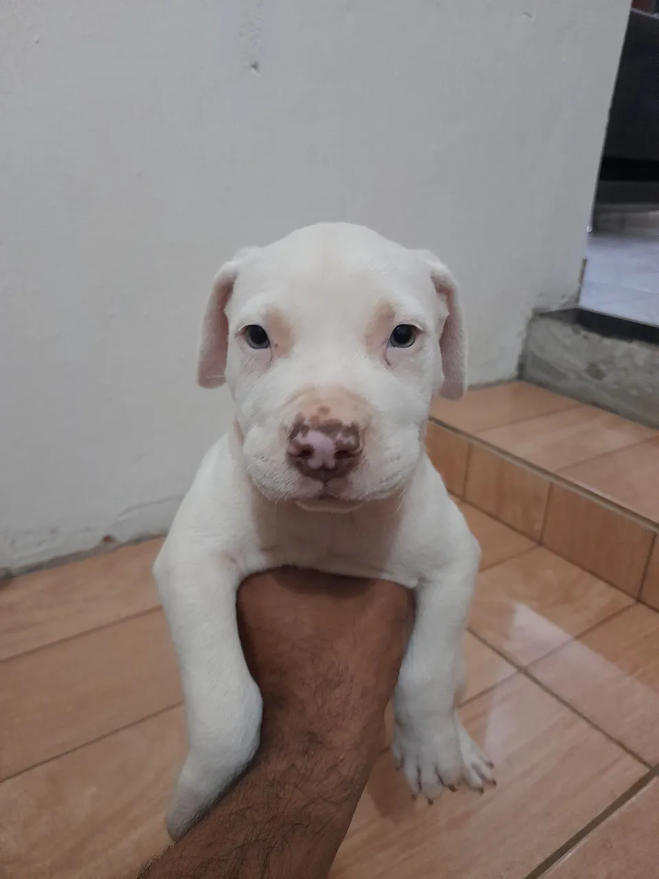 Filhote de Pitbull Branco - Puro Sangue