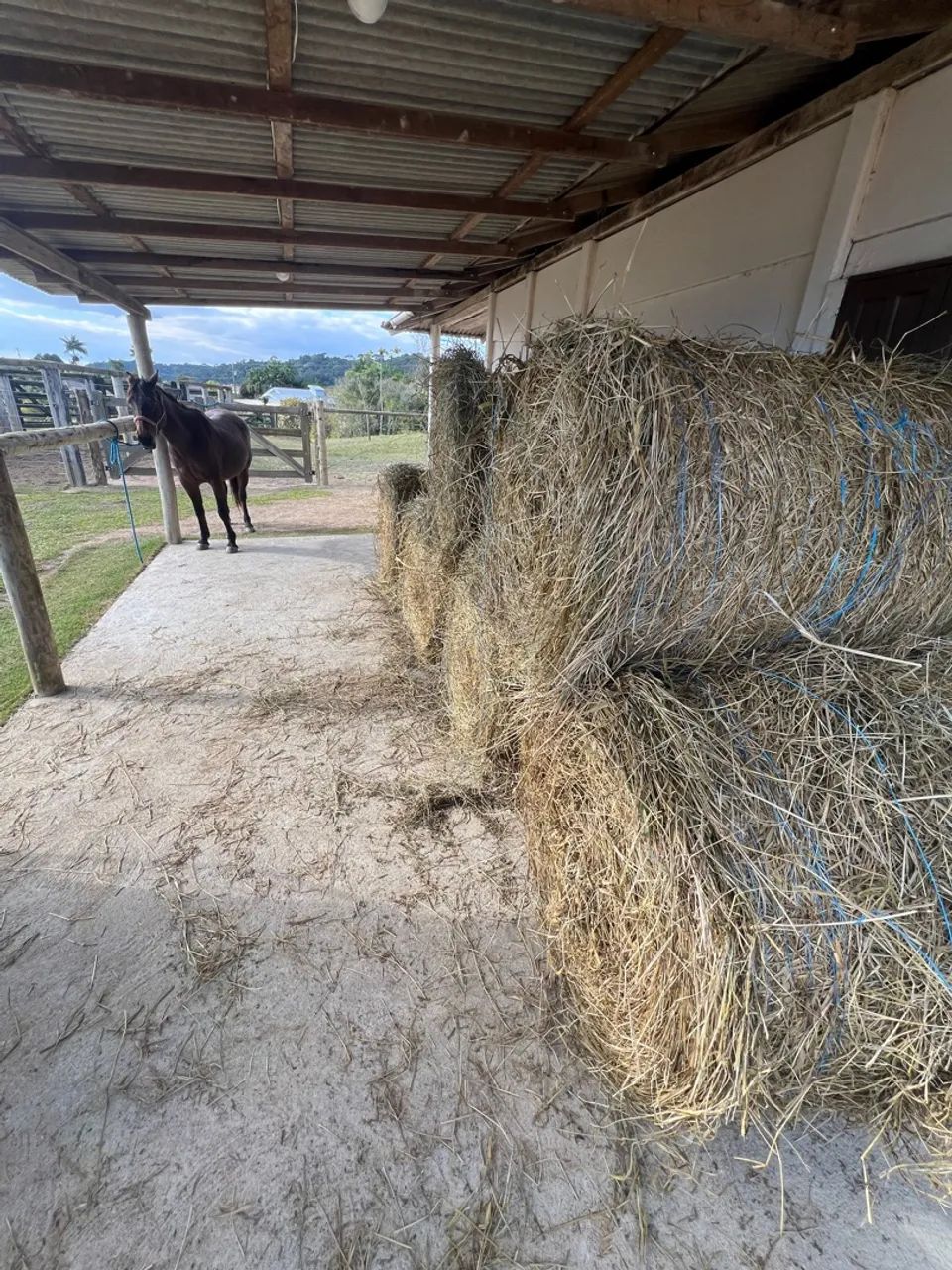 Feno e Alfafa em Bola - Foto 5