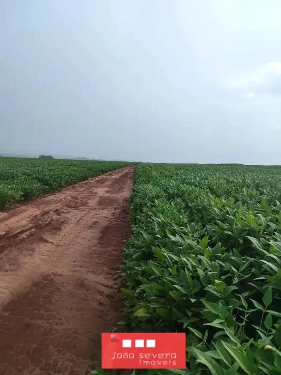 Fazenda para Venda em Naviraí