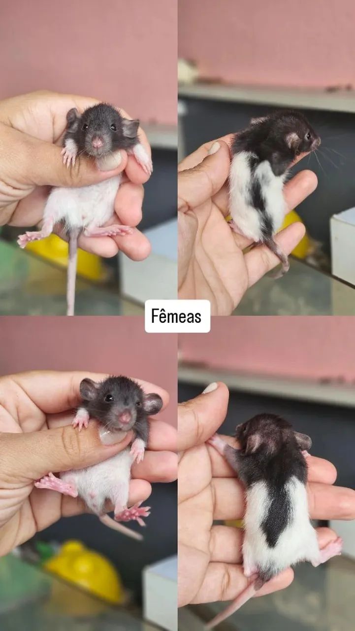 Ratinhos fêmeas e machos  - Foto 4