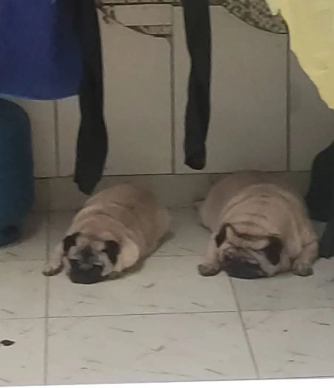 Filhote de Pug - Foto 4