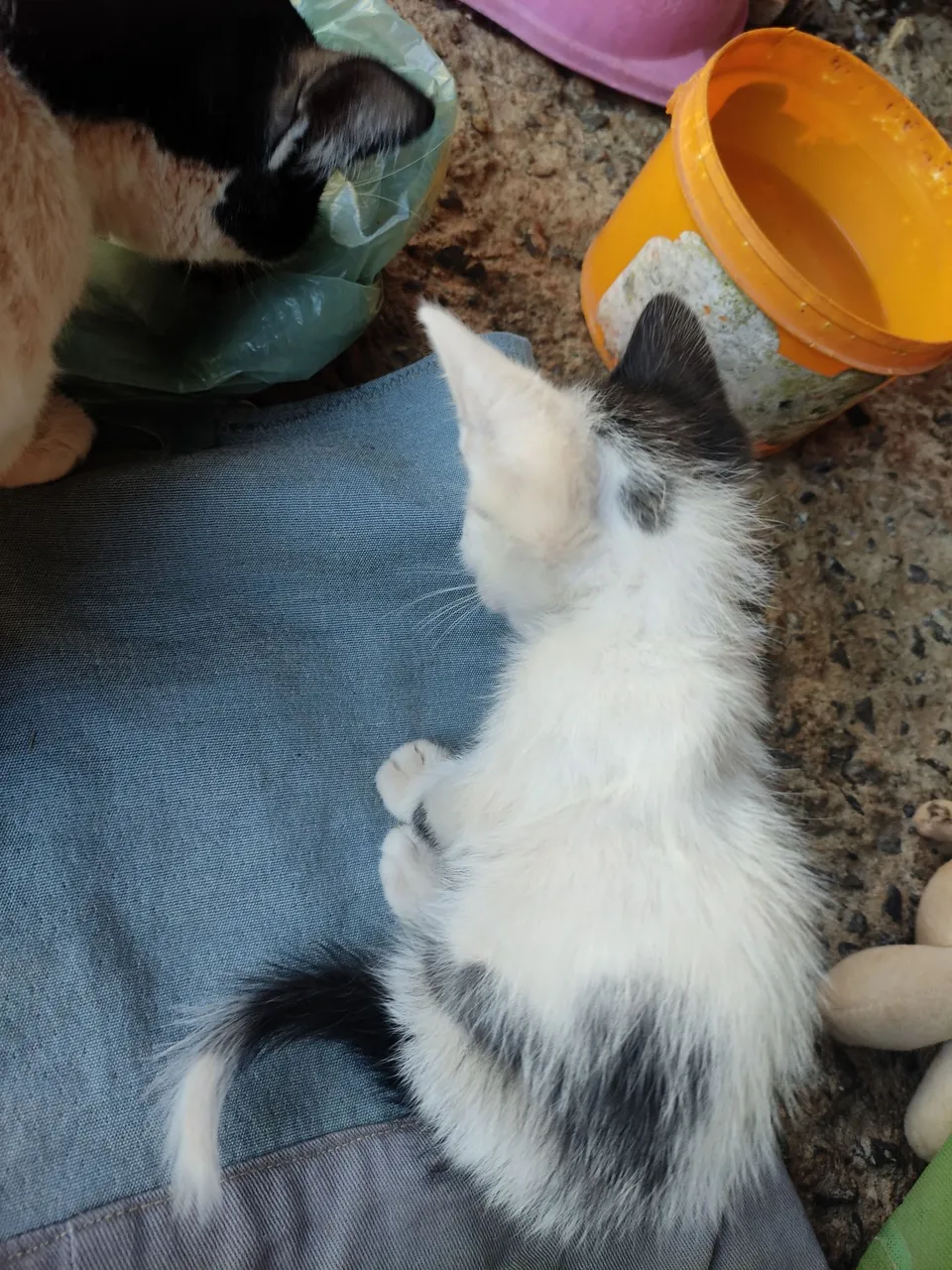 Doação de Gatinhos