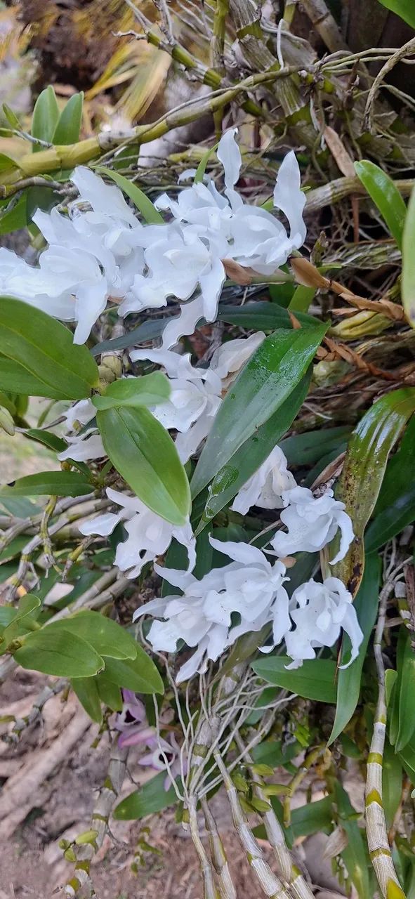 Orquídeas brancas (mudas) - Foto 4