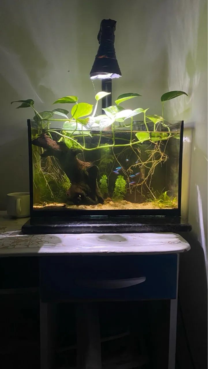 Vendo aquários !!, desapego