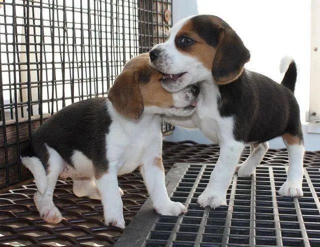 Beagle: O faro da alegria chegou: seu Beagle está te esperando!