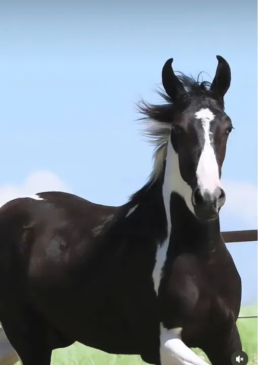 Cobertura garanhões mangalarga marchador  - Foto 2