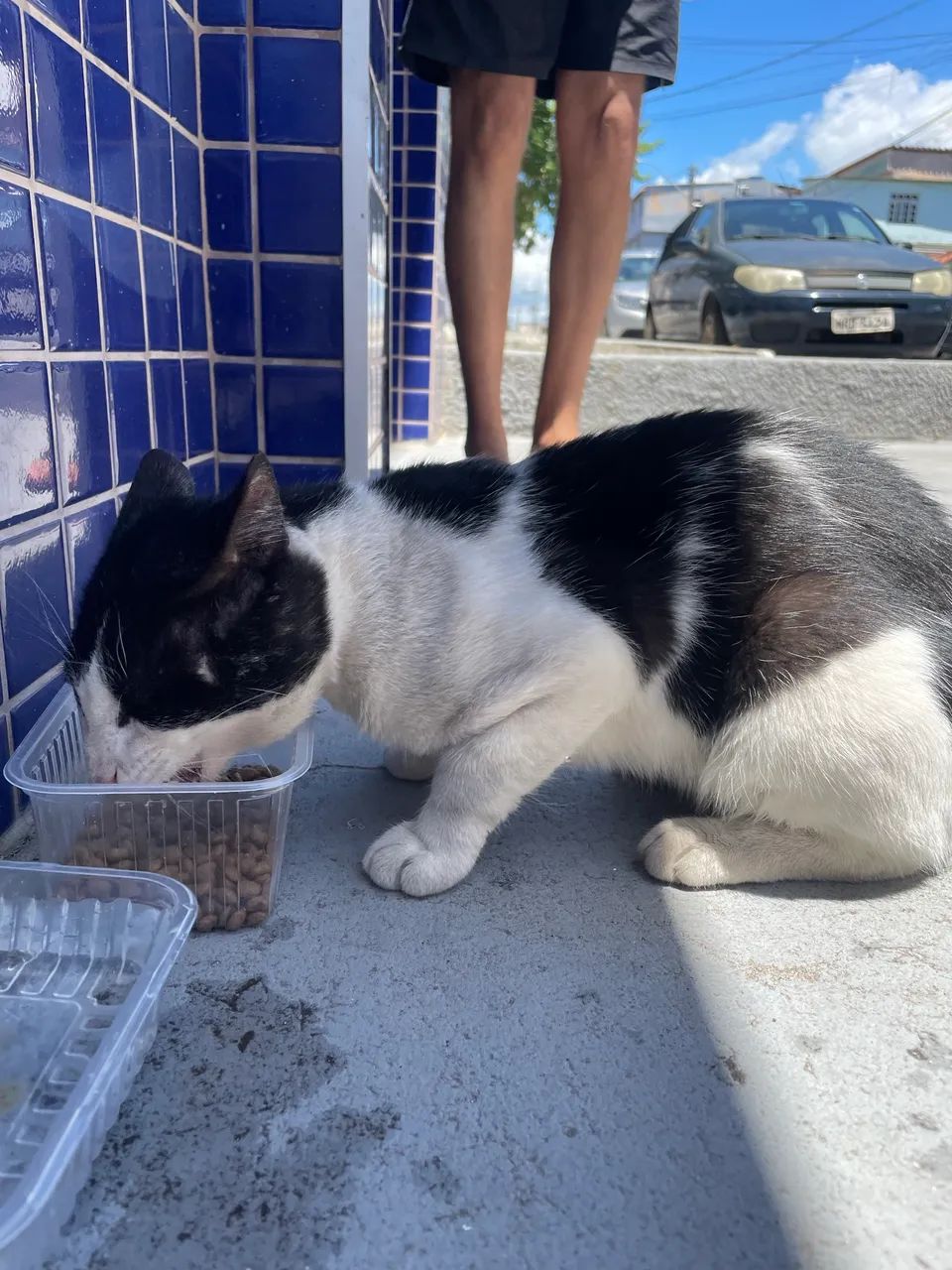 Gatinho frajolinha carinhoso  - Foto 2