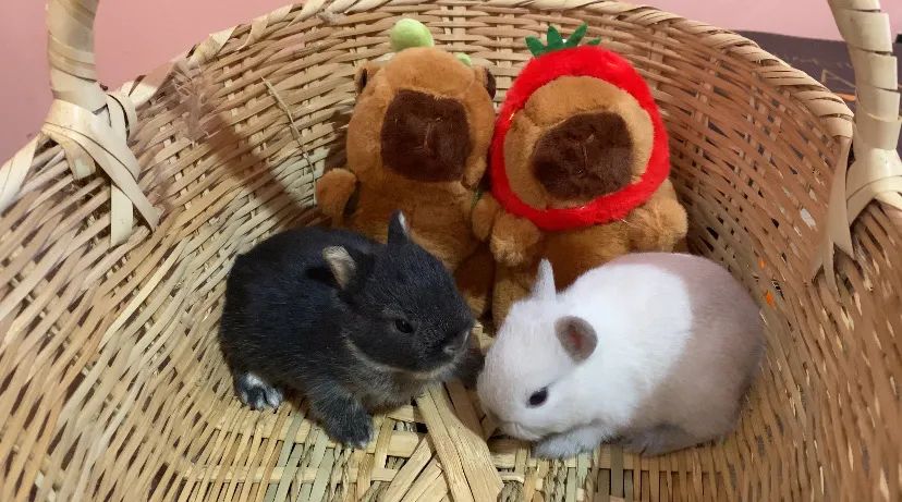 mini coelhos netherlands Dwarf coelho anão Promoção  machinho Promoção - Foto 2