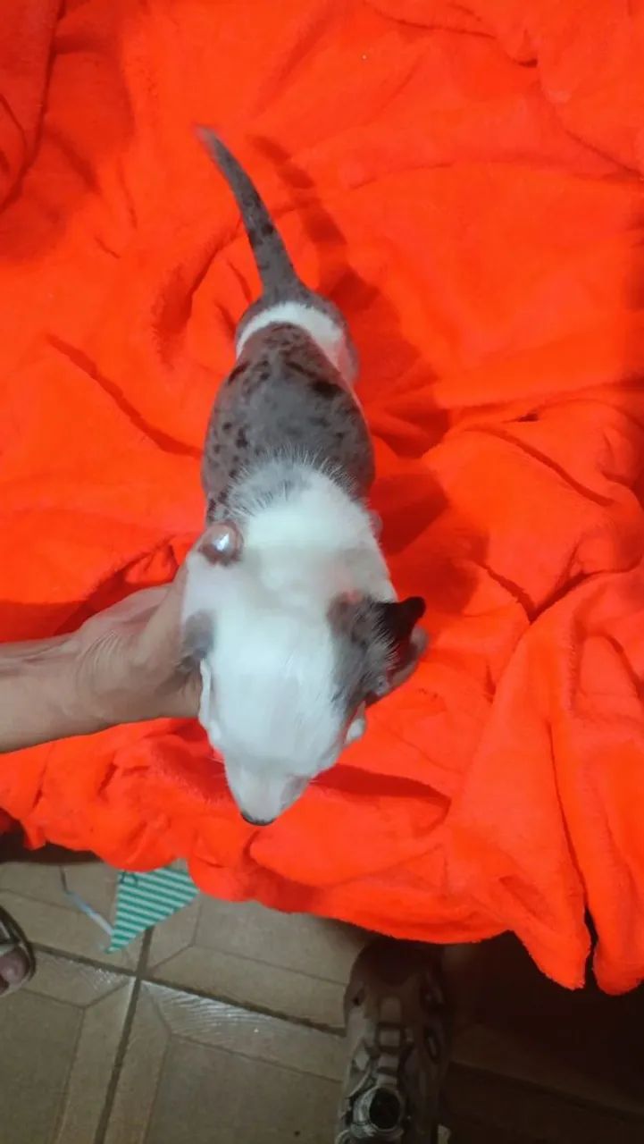 Cachorro basset  - Foto 3