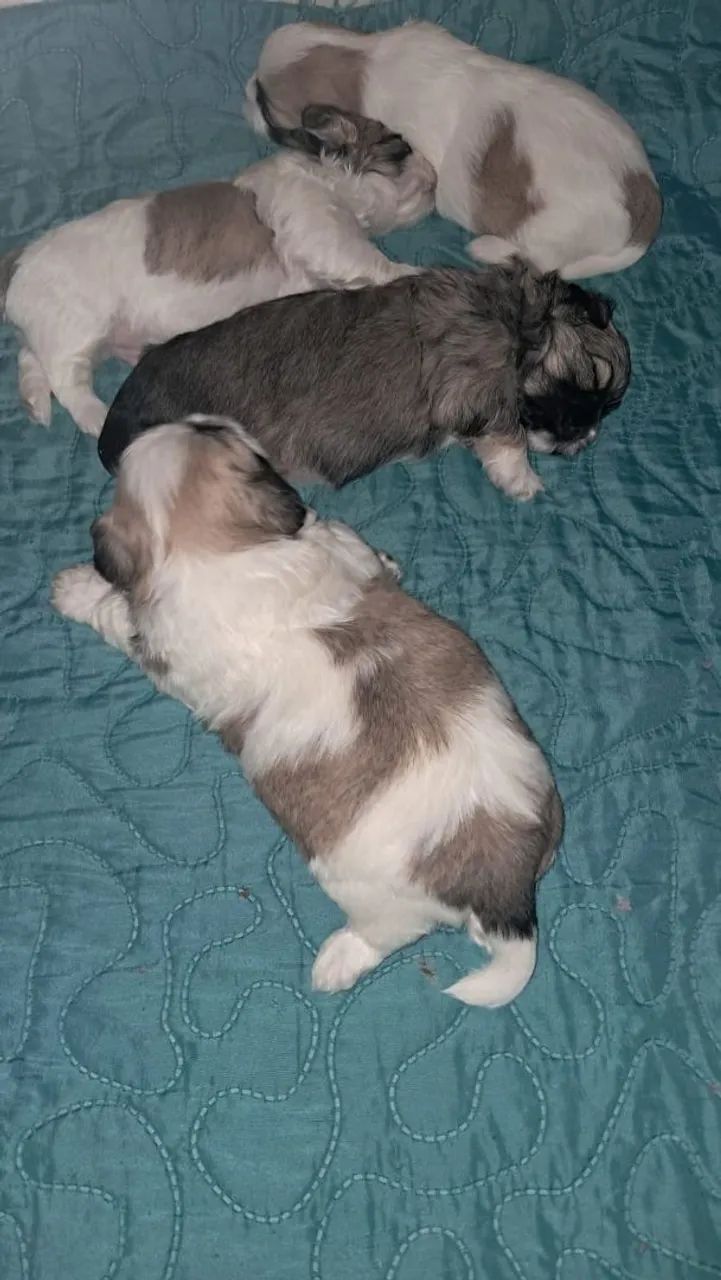 Shih Tzu - Foto 2