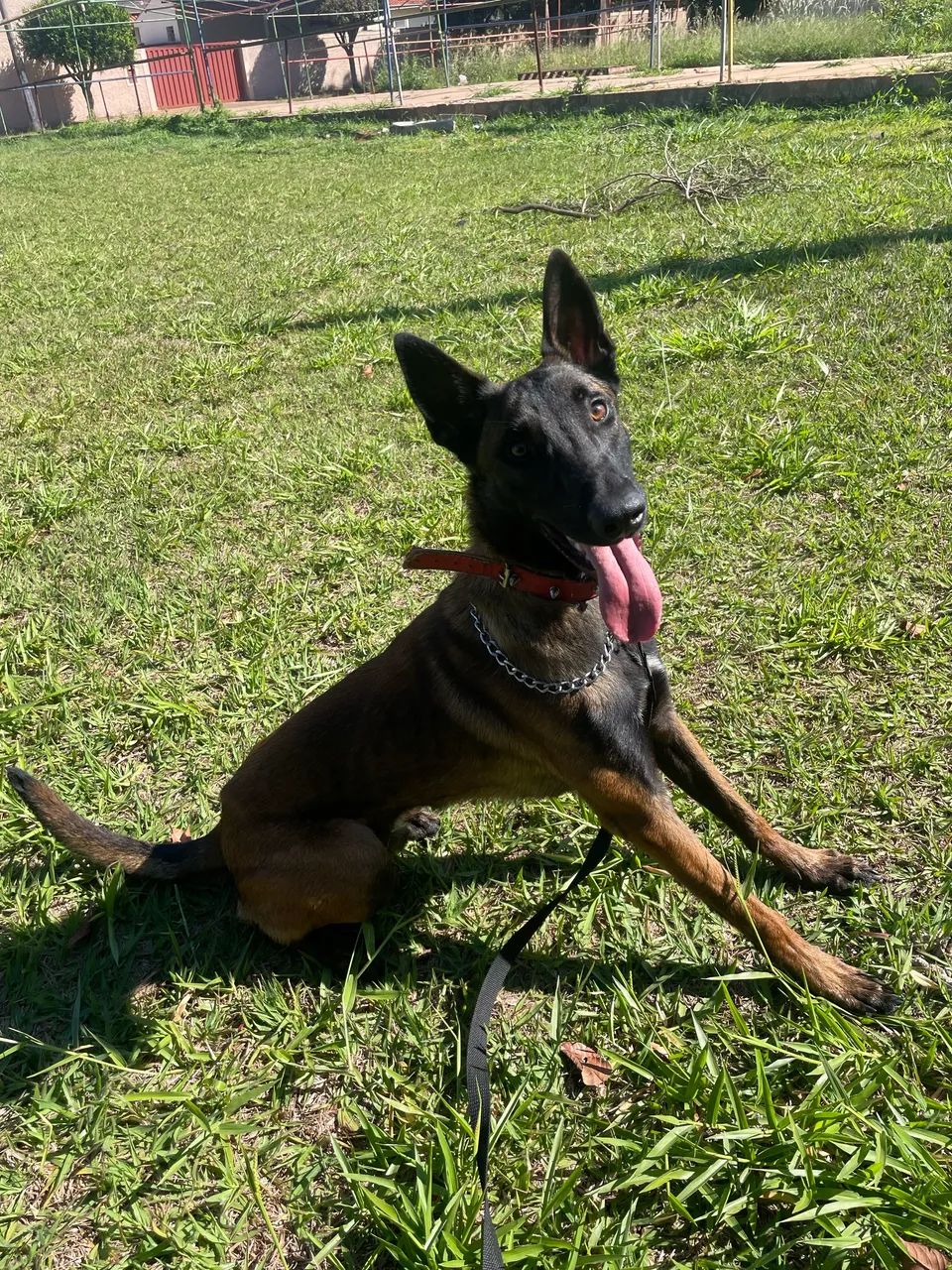 Pastor belga malinois 
