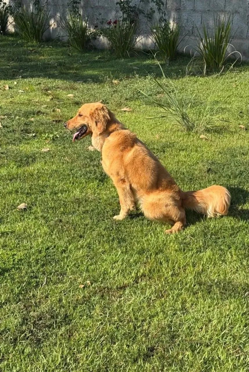 Golden retriever  - Foto 2
