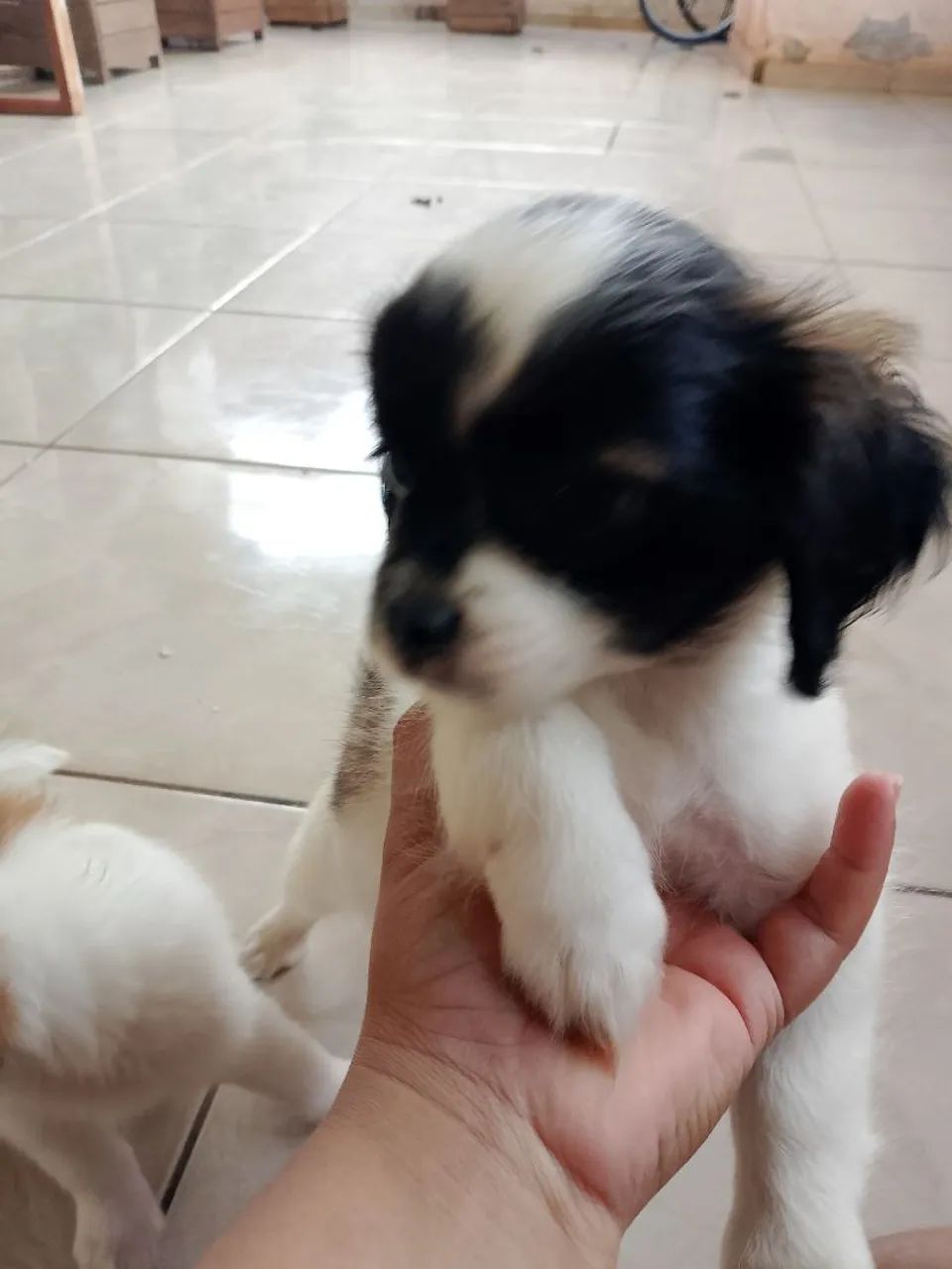 Vende-se filhotes de shitzu mais de 58 dias - Foto 4