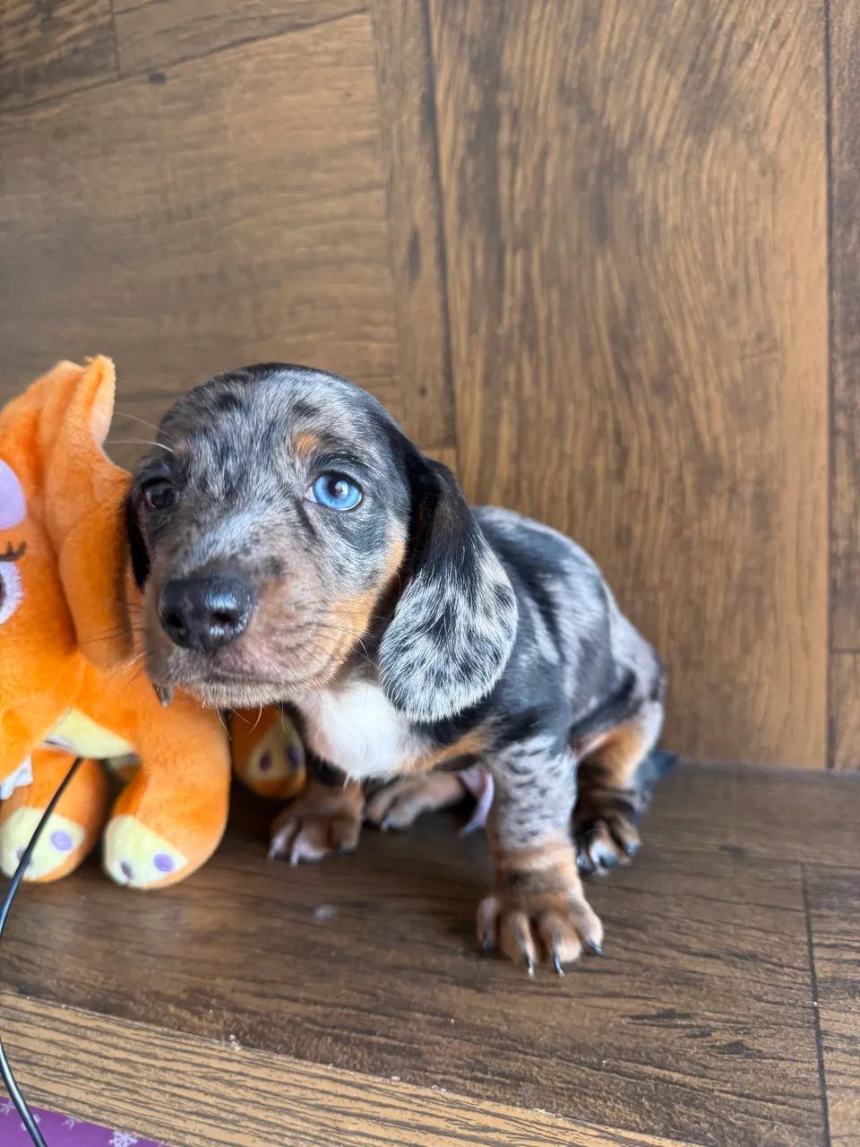 Mini Basset dachshund macho alerquin 