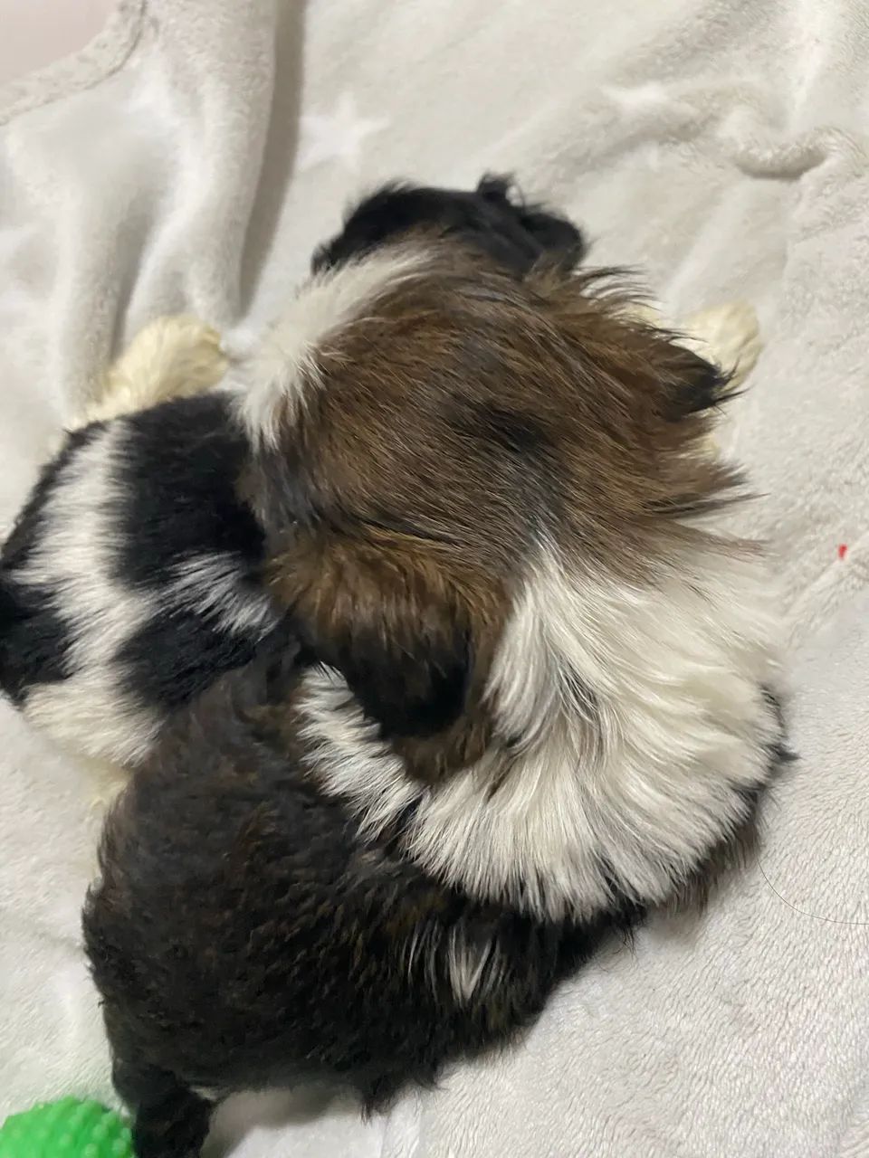 Filhos machos shihtzu