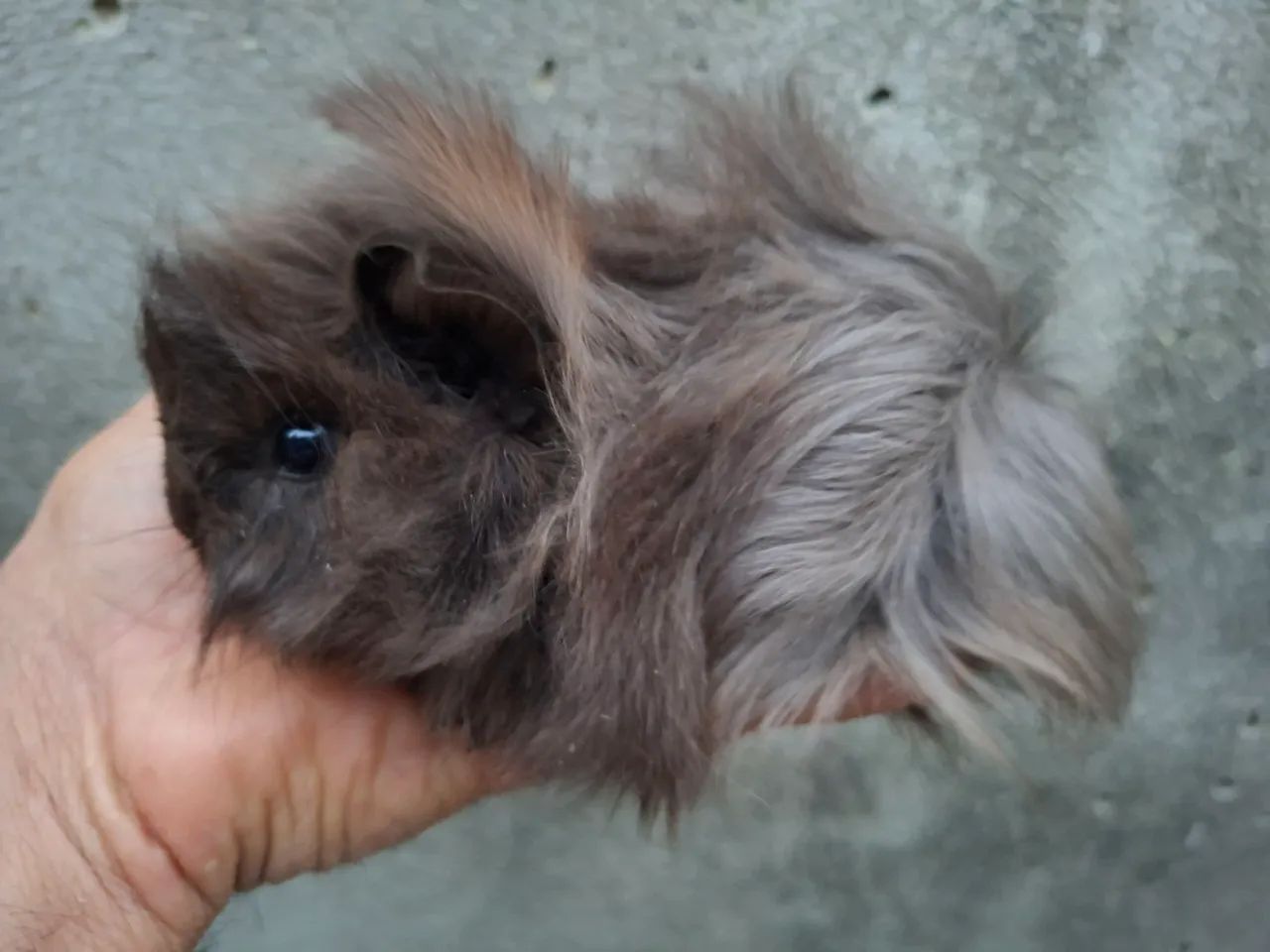 Animais - Foto 2