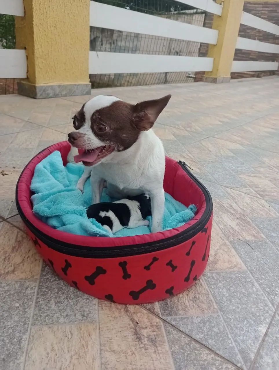 Chihuahua Macho Pelo Curto. Entregamos Litoral e interior  - Foto 4