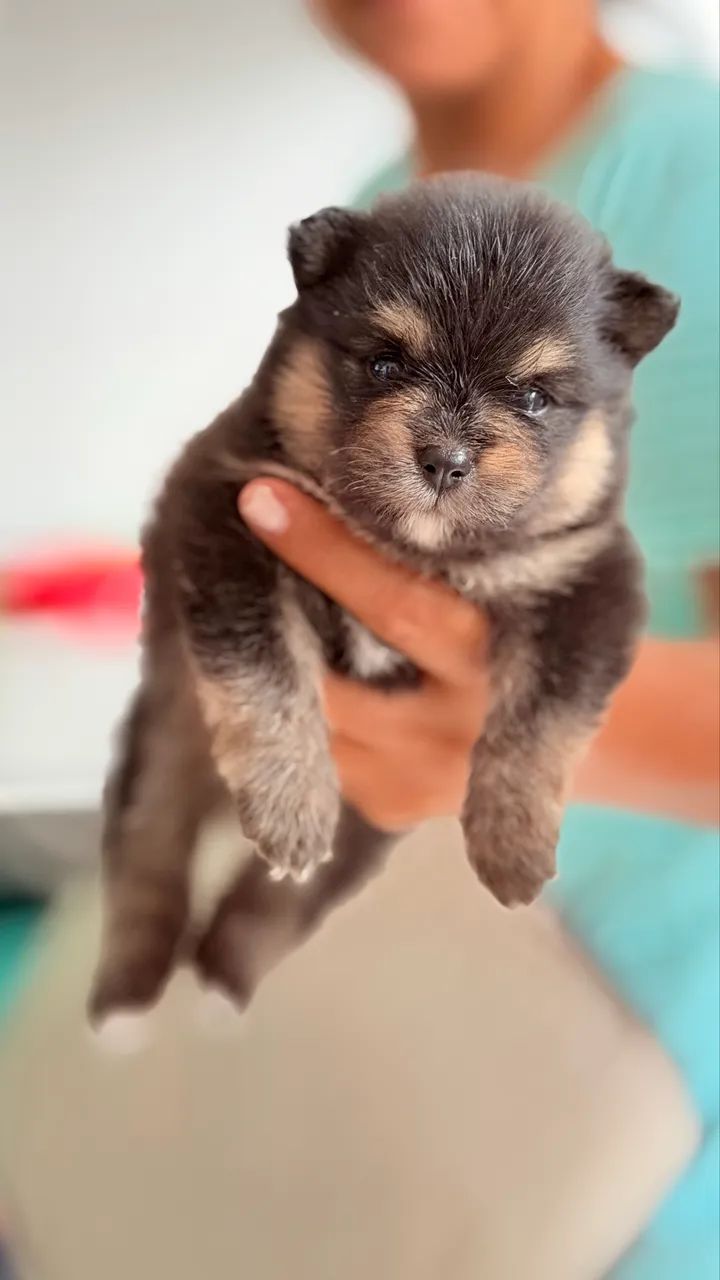 Spitz Alemão Anão (Lulu da Pomerania) - Foto 5