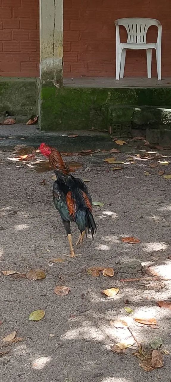 Frango preto  - Foto 4