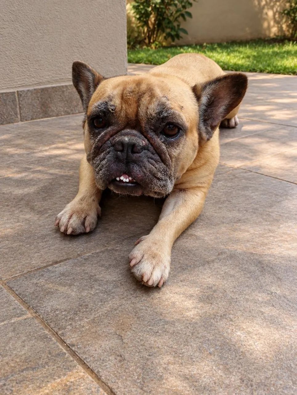 Budog francês 