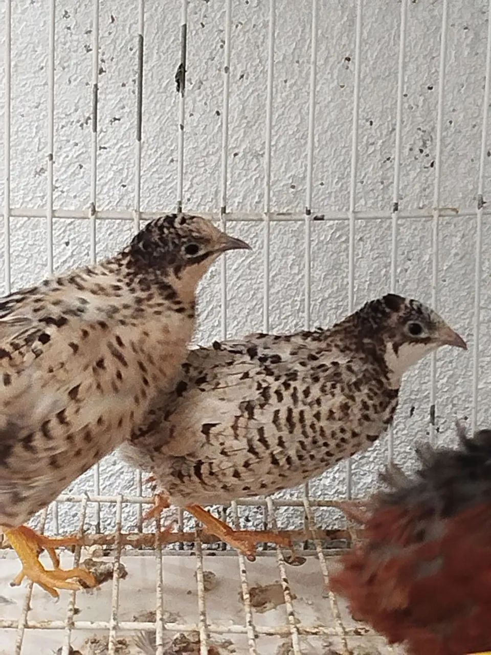 Codornas chinesa  - Foto 2
