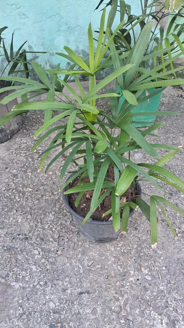 Palmeira - Foto 4