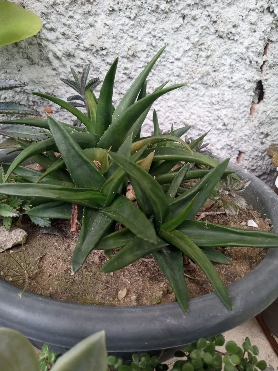 Mudas de Plantas  - Foto 3