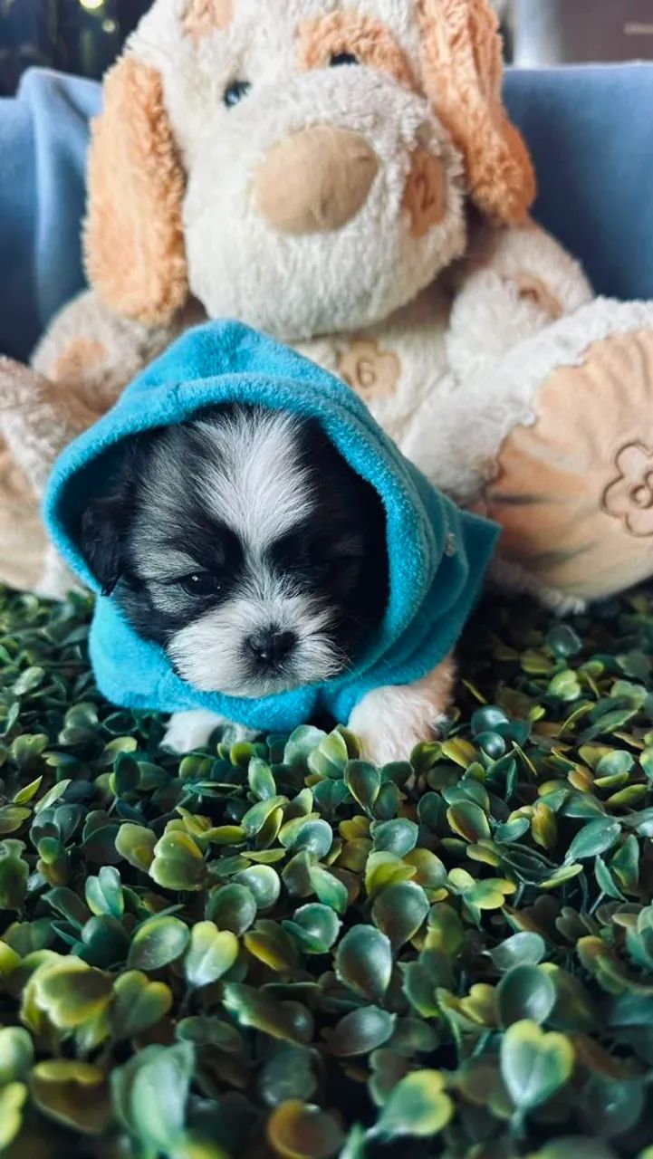 Filhotes de shihtzu micro