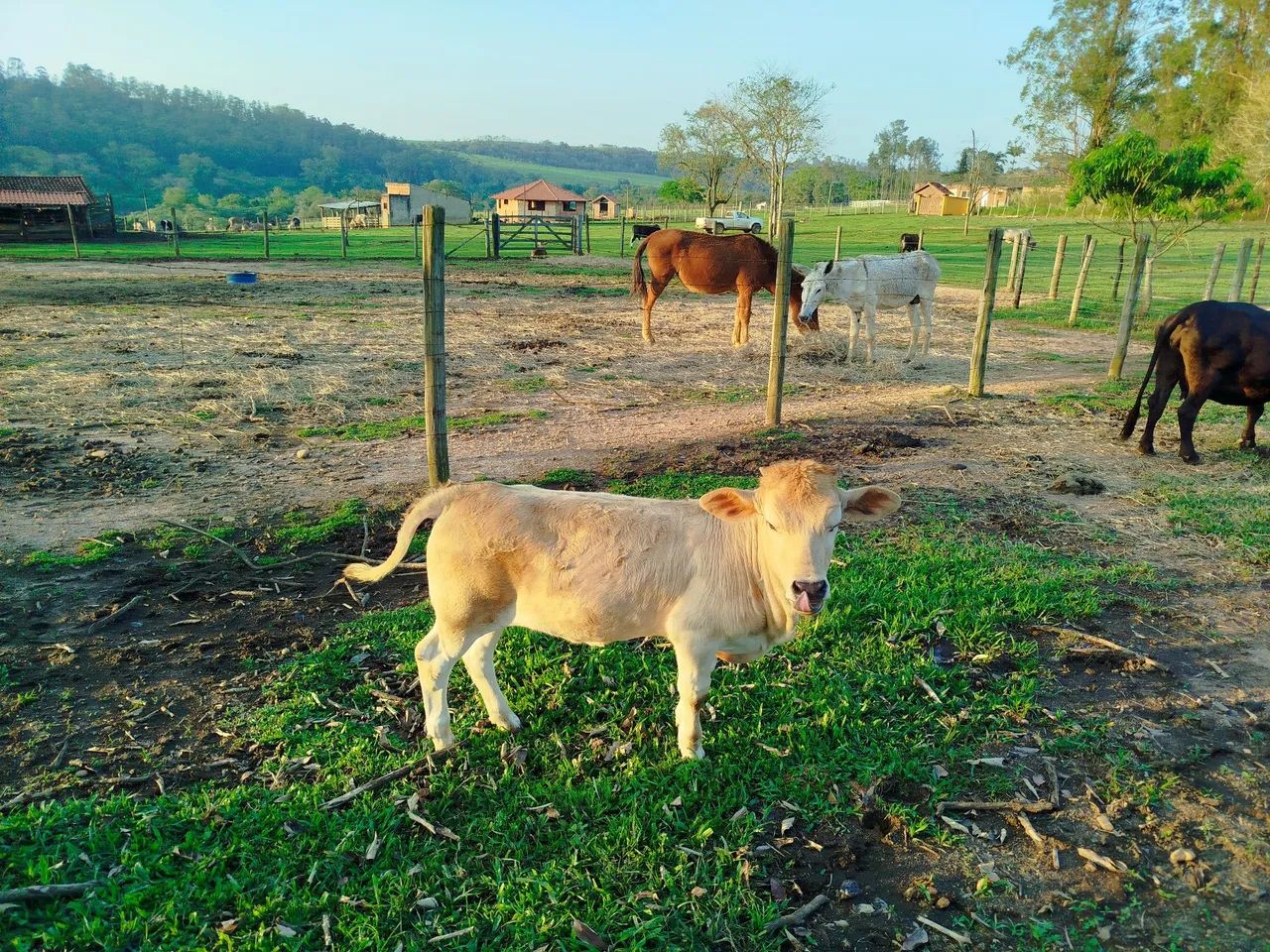 Mini vaca - Foto 5