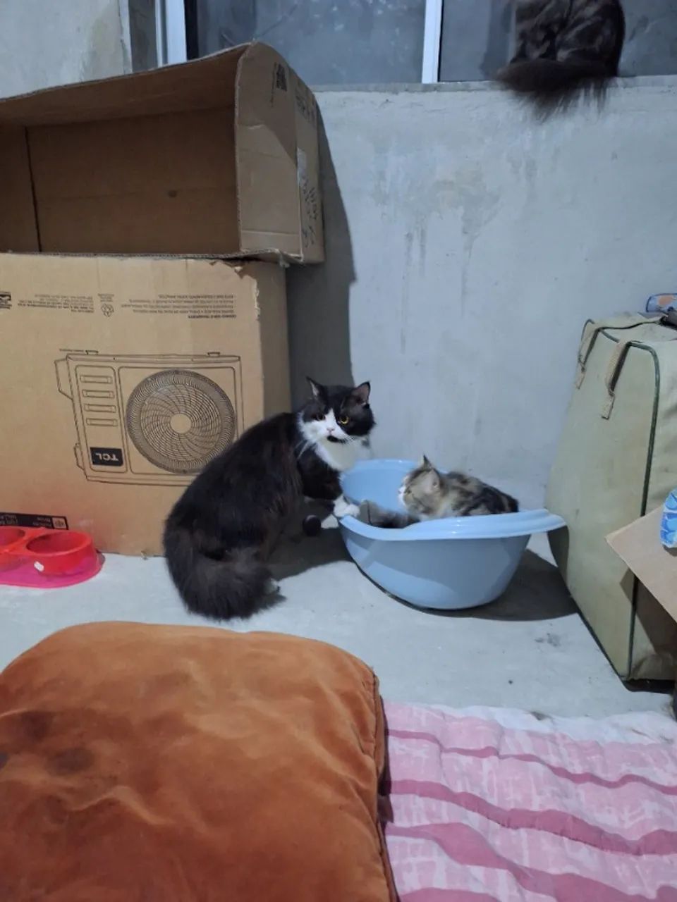 Lindos gatos persas.