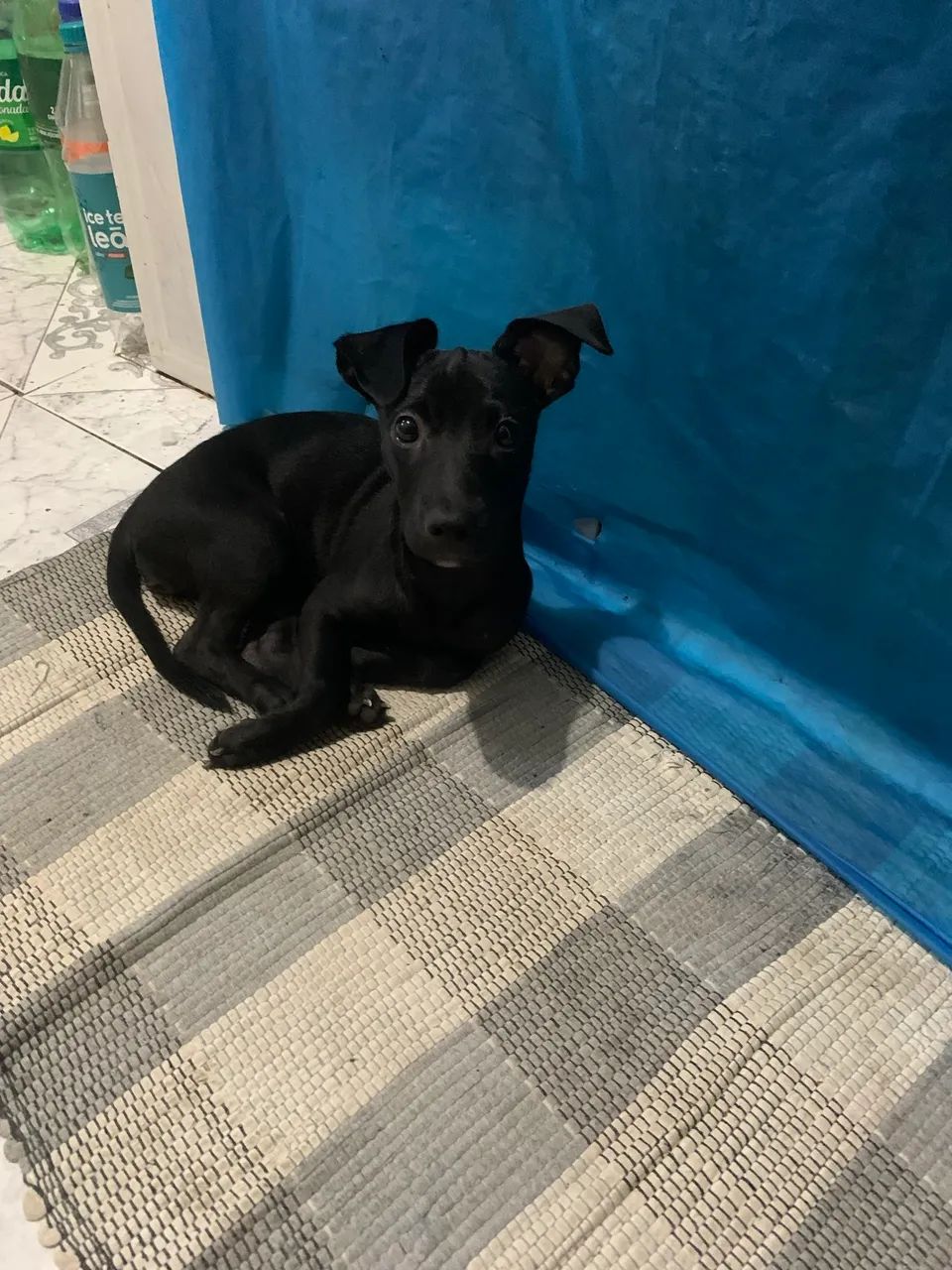 Estou doando essa cachorrinha  - Foto 2