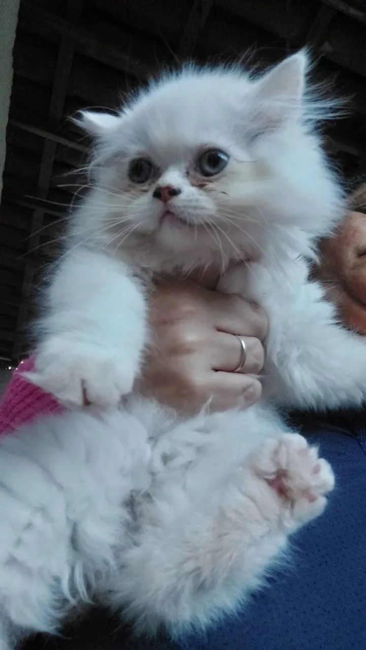 Gato persa - Foto 6