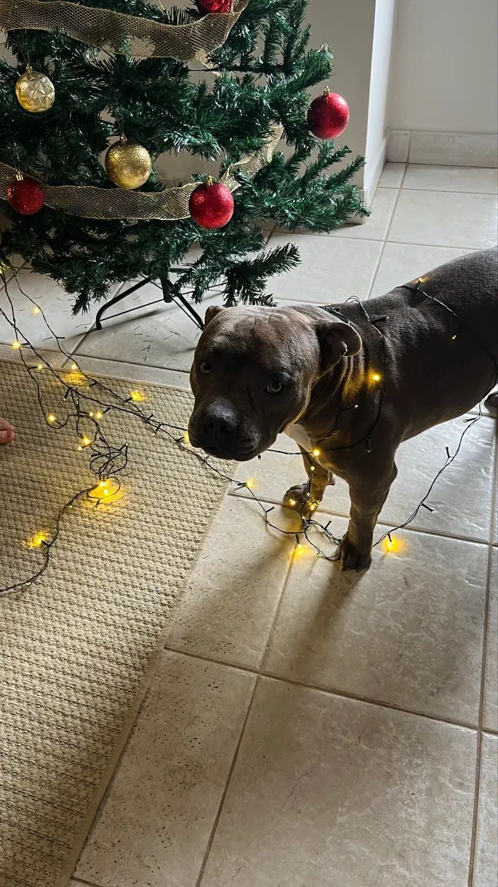 Cobertura/cruza american bully R$ 3.000 - Foto 3