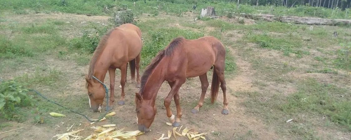 vendo cavalo e égua mansa