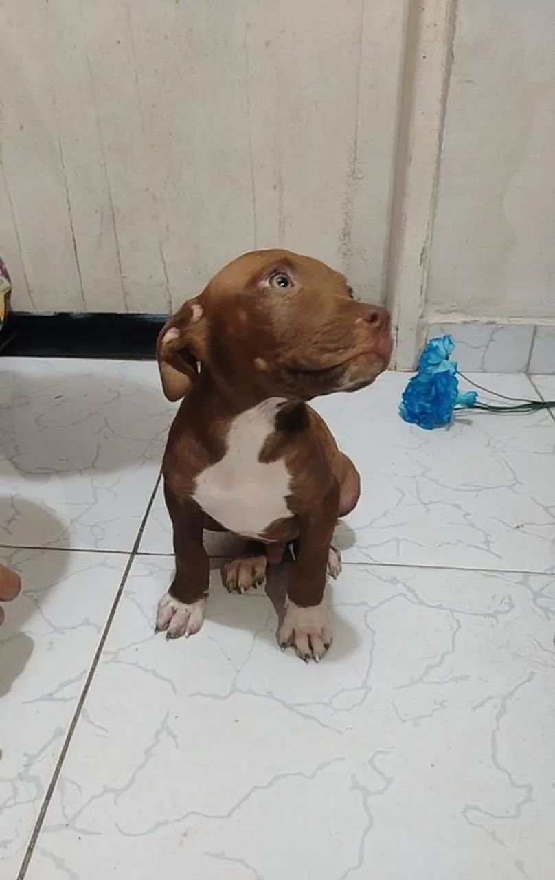Filhotes de Pitbull  - Foto 2