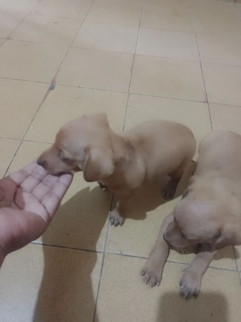Vendo Pincher  - Foto 5