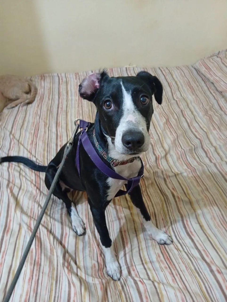 Cadela para adoção DÓCIL!! - Foto 2