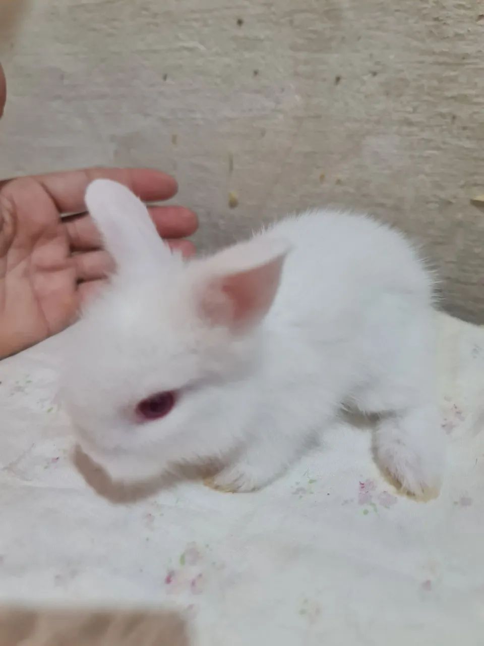 Coelho ?