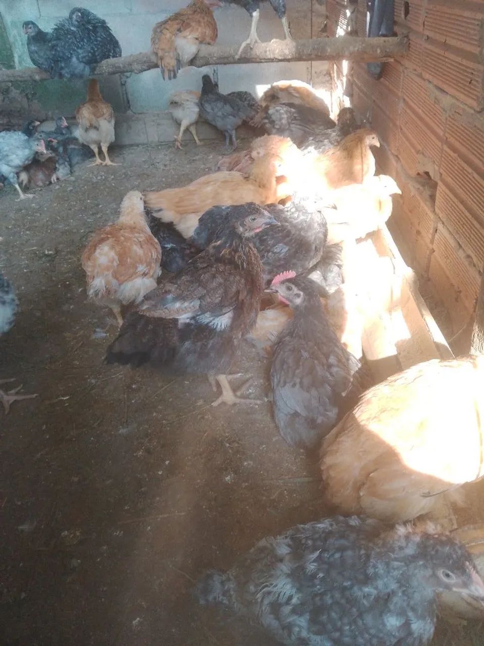 Franguinhos  - Foto 4