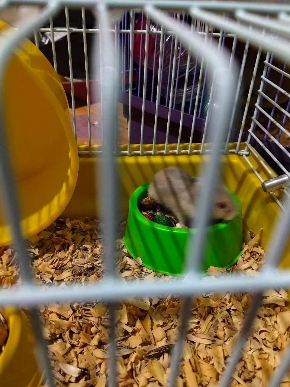 Hamster
