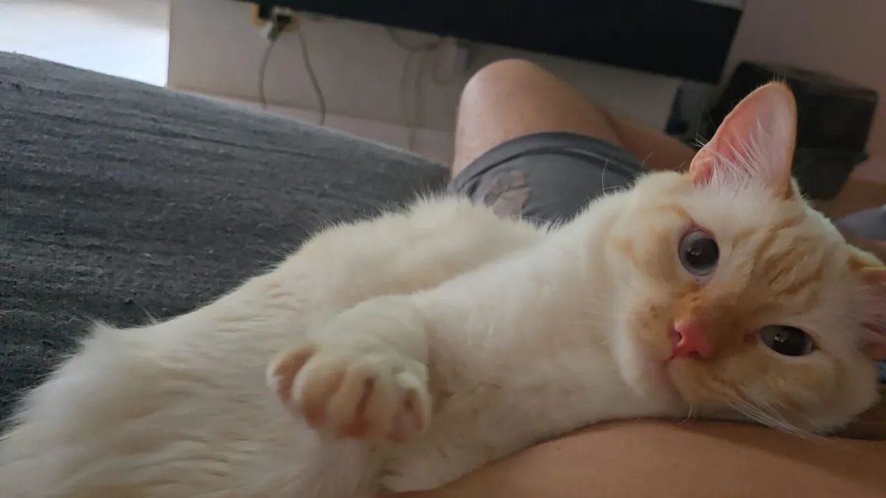 ADOÇÃO RESPONSÁVEL  - Foto 4