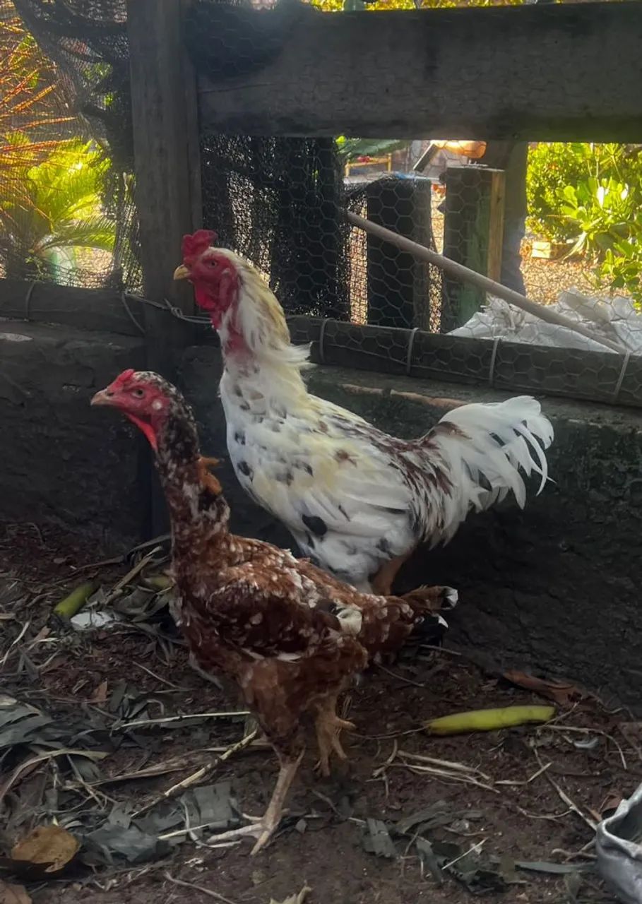 Galo - Foto 2