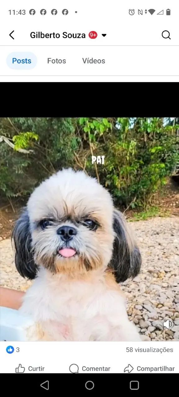 Cachorro  - Foto 3