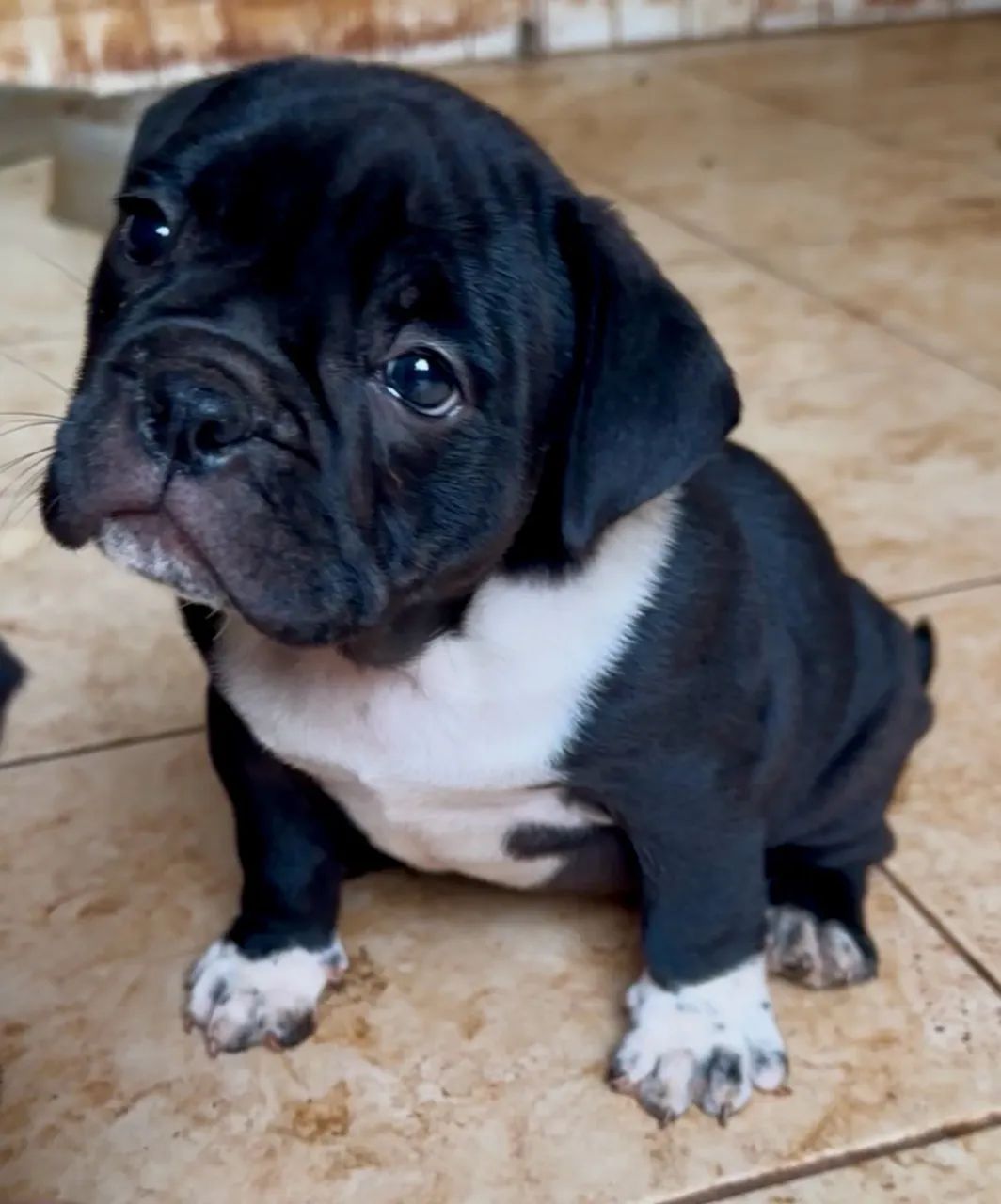 American bully exotic  - Foto 3